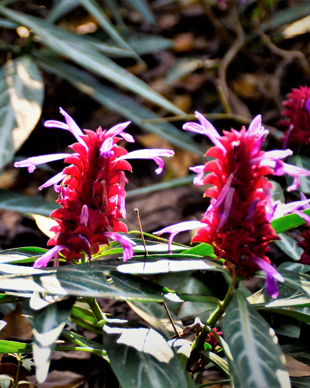 10 Plantas que florescem na sombra 1 Justicia scheidweileri