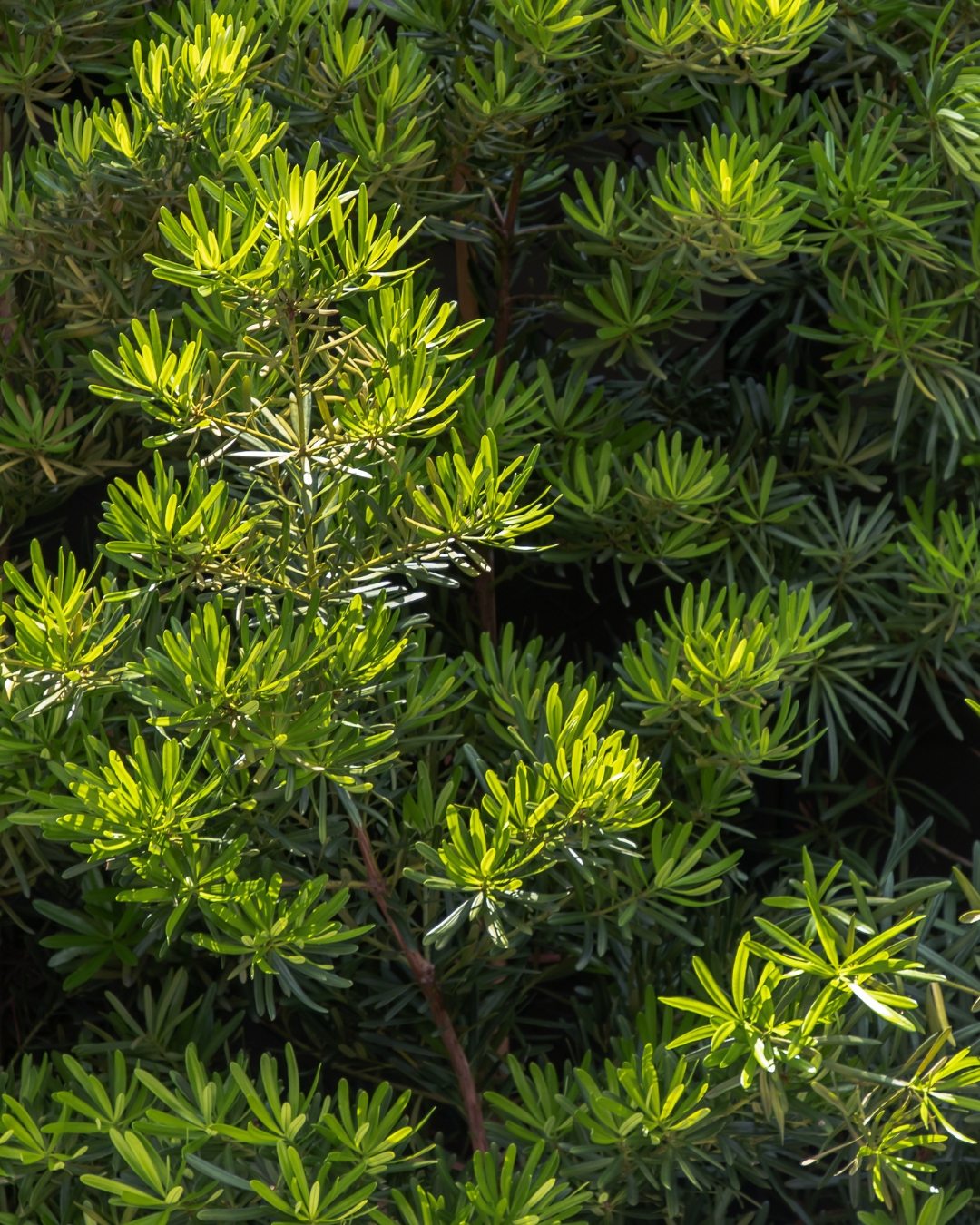 12 Arbustos para cerca viva na sombra 3 Podocarpus
