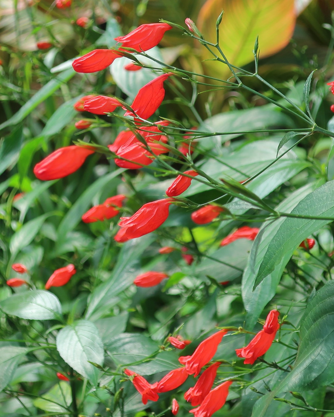 10 Plantas que florescem na sombra 2 Ruellia brevifolia