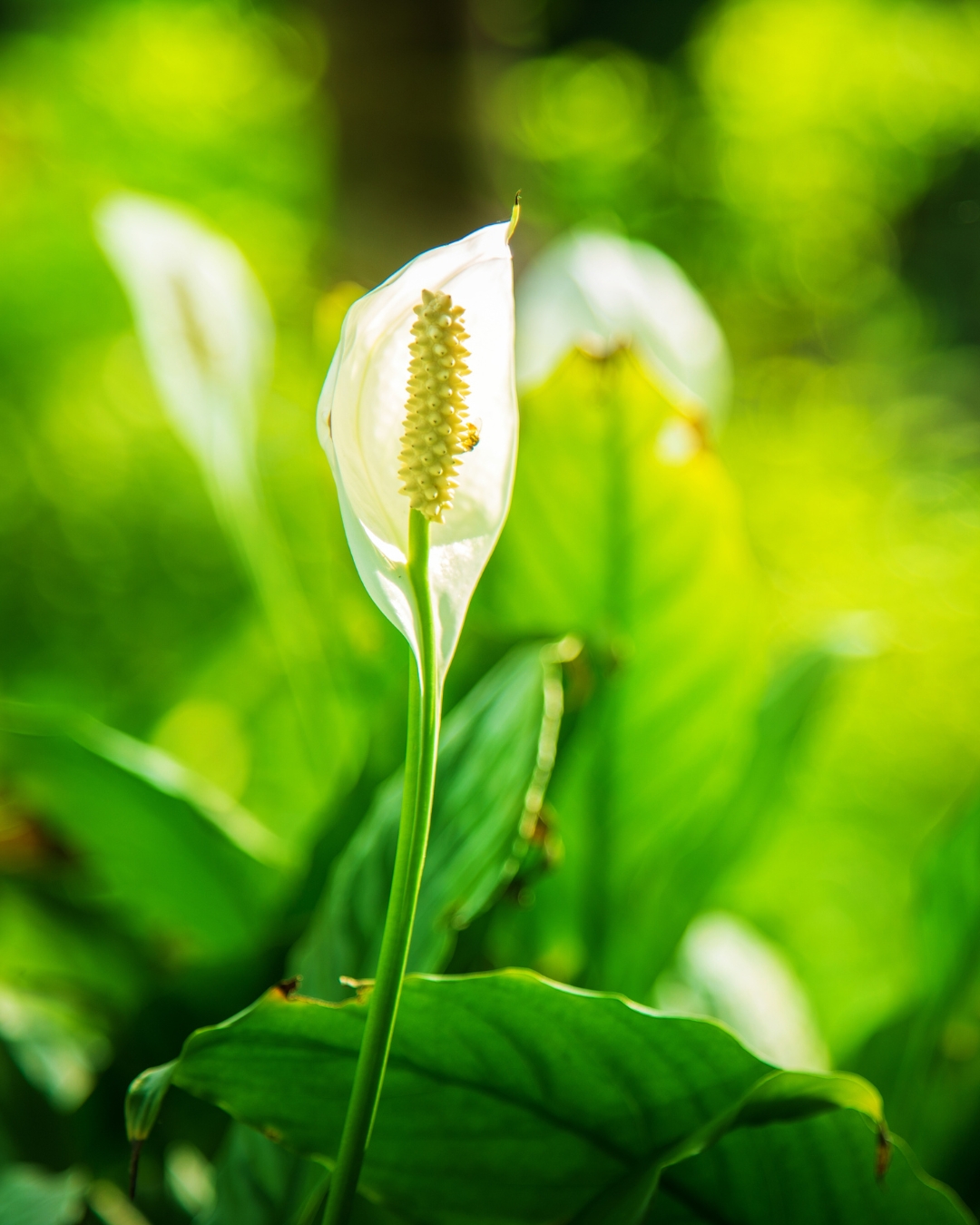 10 Plantas que florescem na sombra 7 Spathiphyllum wallisii