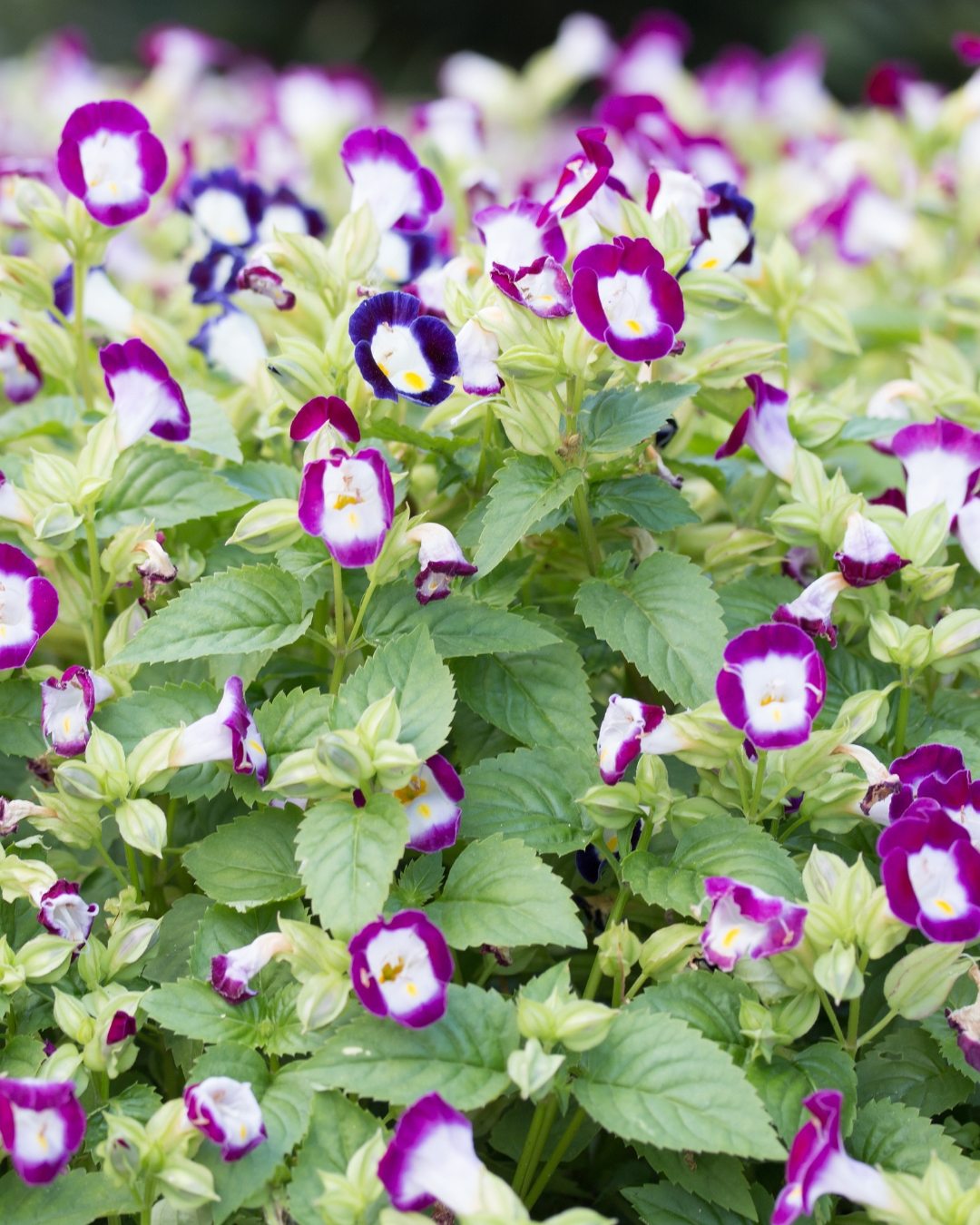 10 Plantas que florescem na sombra 8 Torenia fournieri