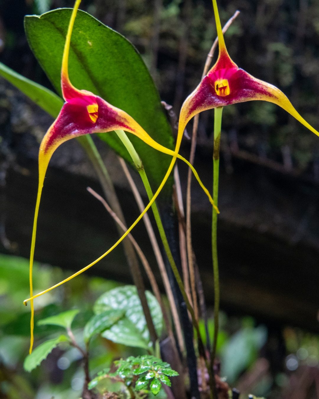 Orquídea Masdevália - Masdevallia 4 Masdevallia 5