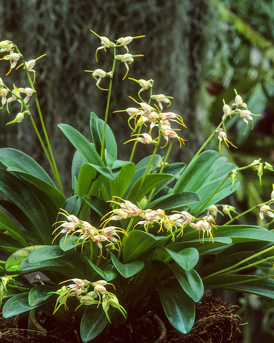 Orquídea Masdevália - Masdevallia 3 Masdevallia caloptera