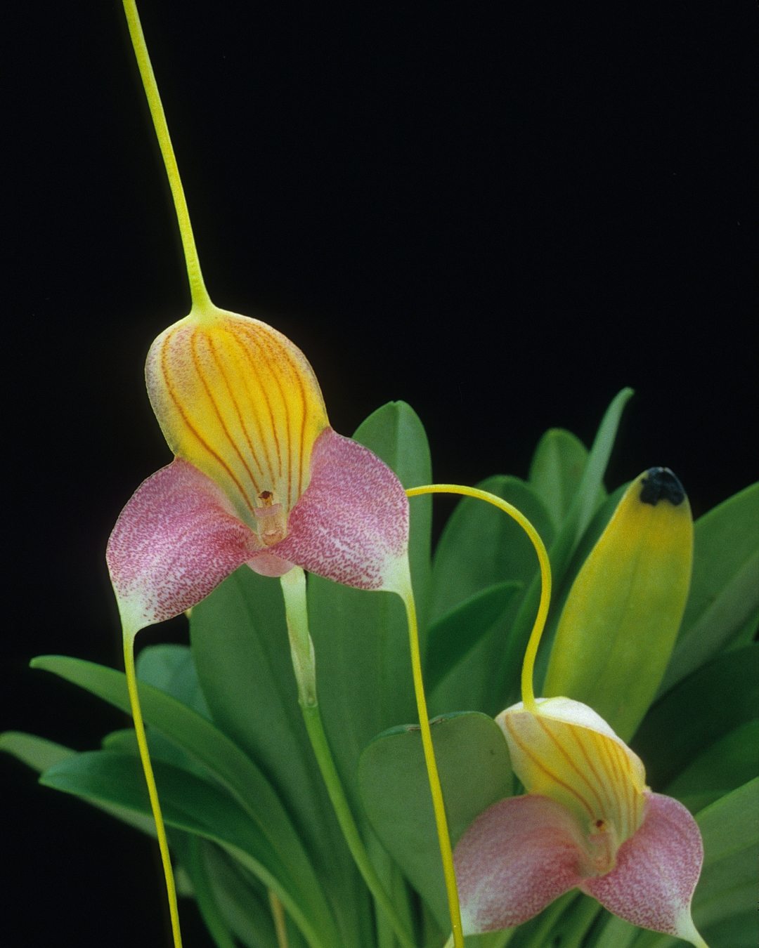 Orquídea Masdevália - Masdevallia 6 Masdevallia caudatae