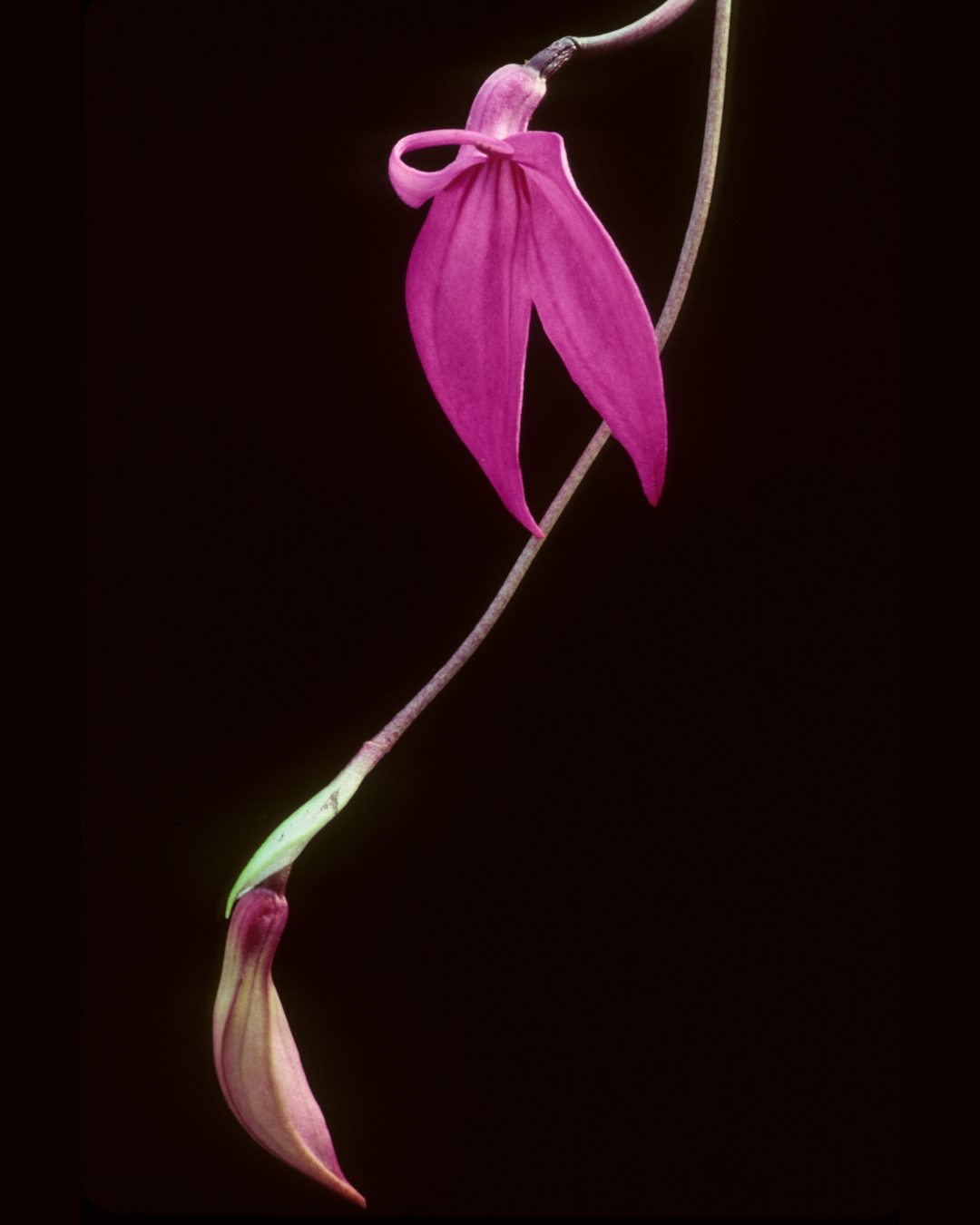 Orquídea Masdevália - Masdevallia 2 Masdevallia coccinea