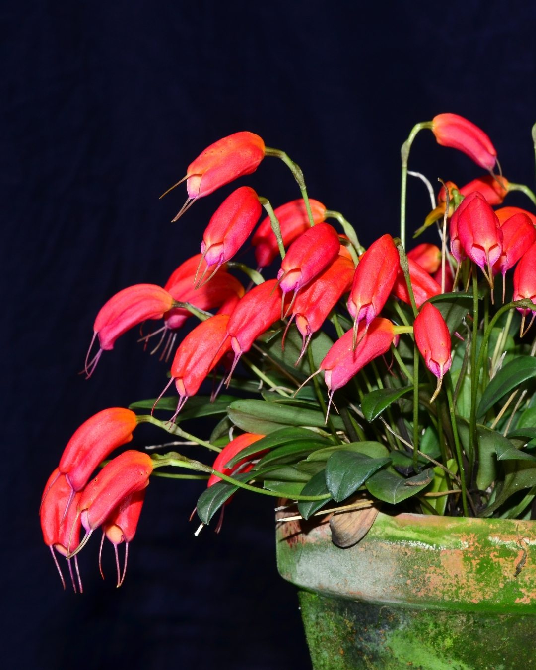 Orquídea Masdevália - Masdevallia 7 Masdevallia lucernula