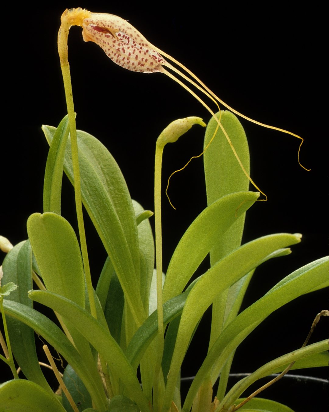 Orquídea Masdevália - Masdevallia 5 Masdevallia picturata