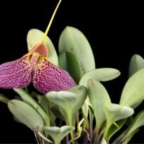 Masdevallia decumana