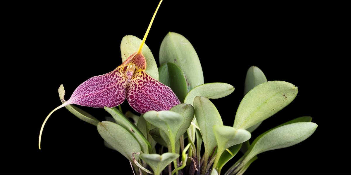 Masdevallia decumana