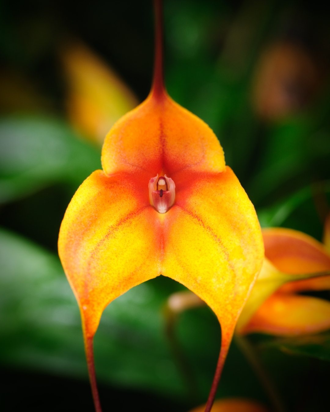 Orquídea Masdevália - Masdevallia 1 Orange Masdevallia Orchid