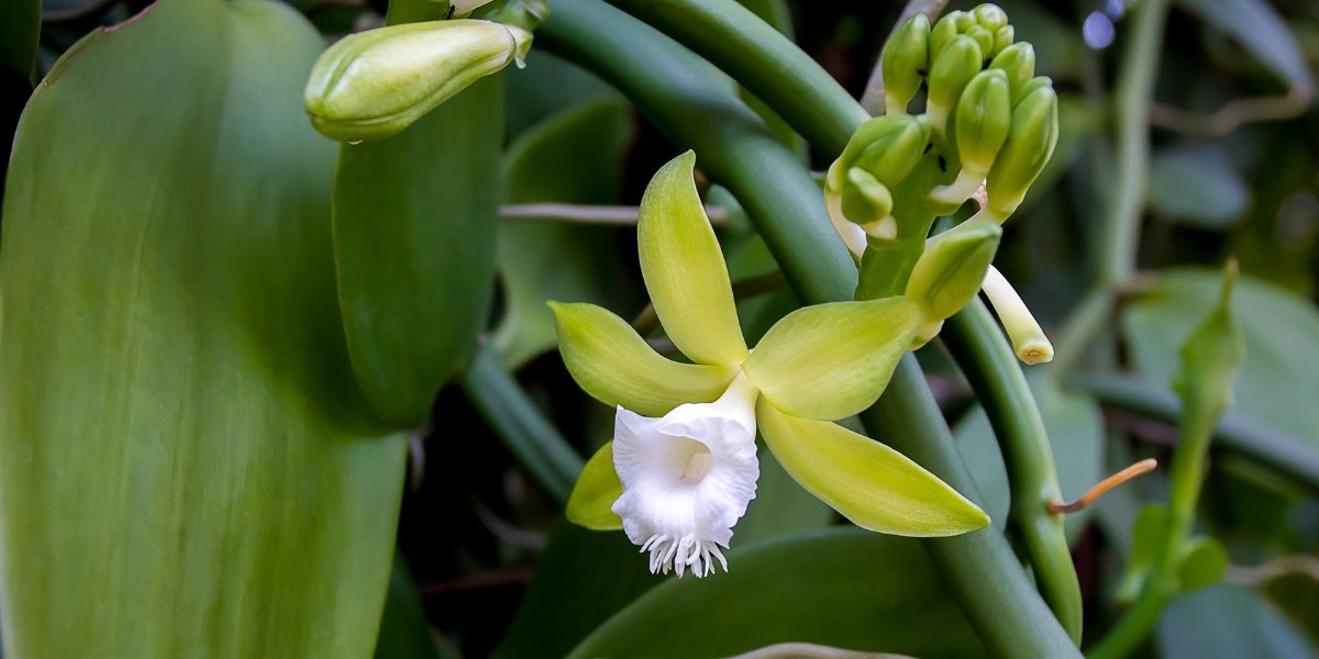 Orquídea Baunilha