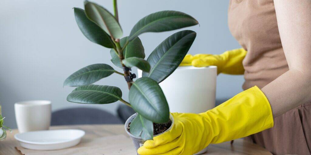 Ficus elastica