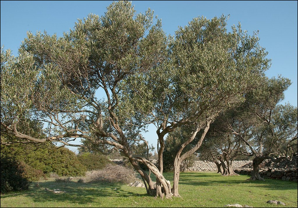 Oliveira no jardim