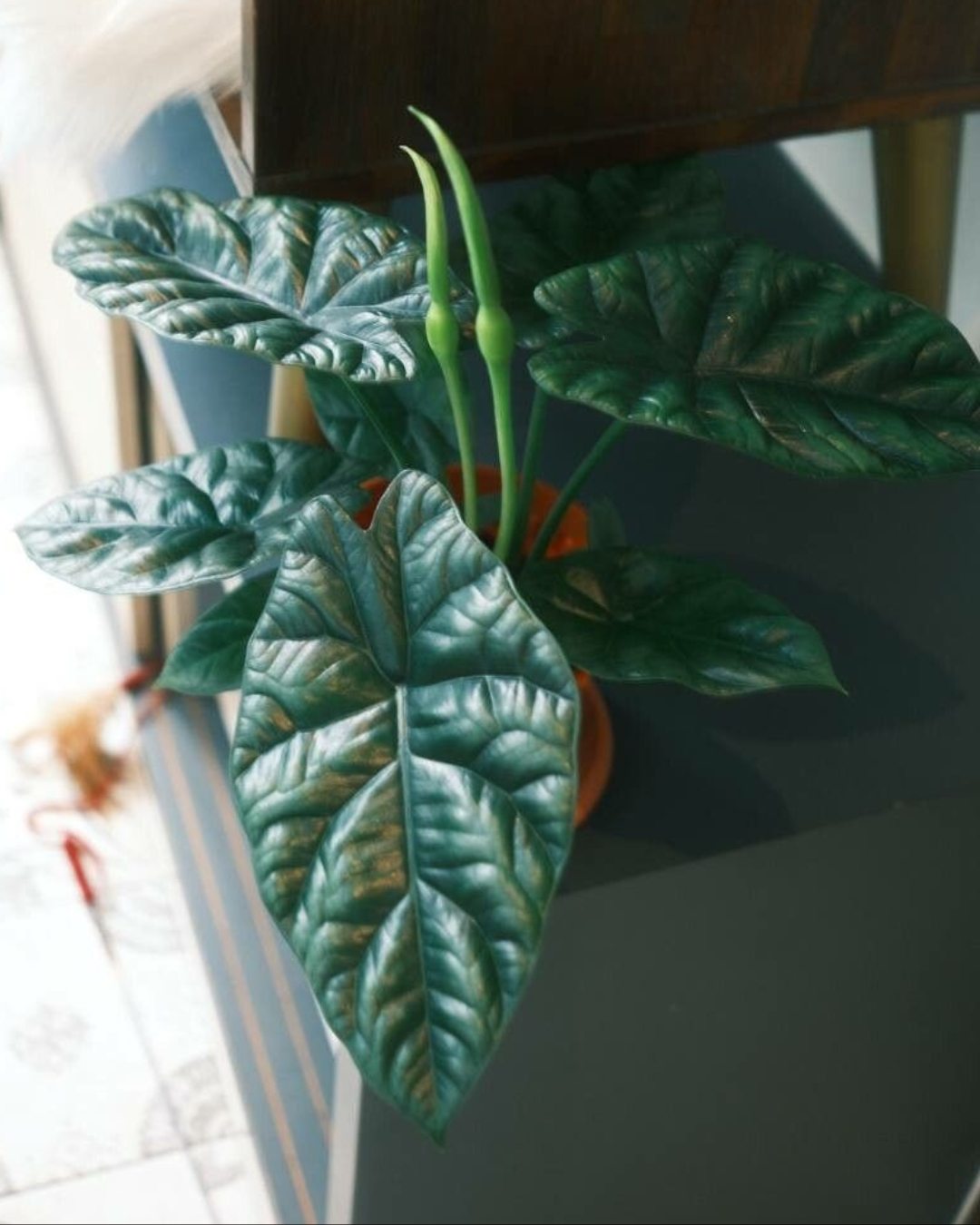 Alocásia - Alocasia sinuata 1 Alocasia sinuata