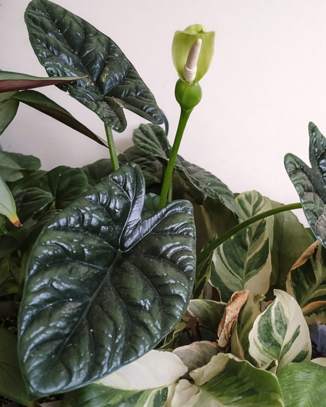 Alocásia - Alocasia sinuata 5 Alocasia sinuata