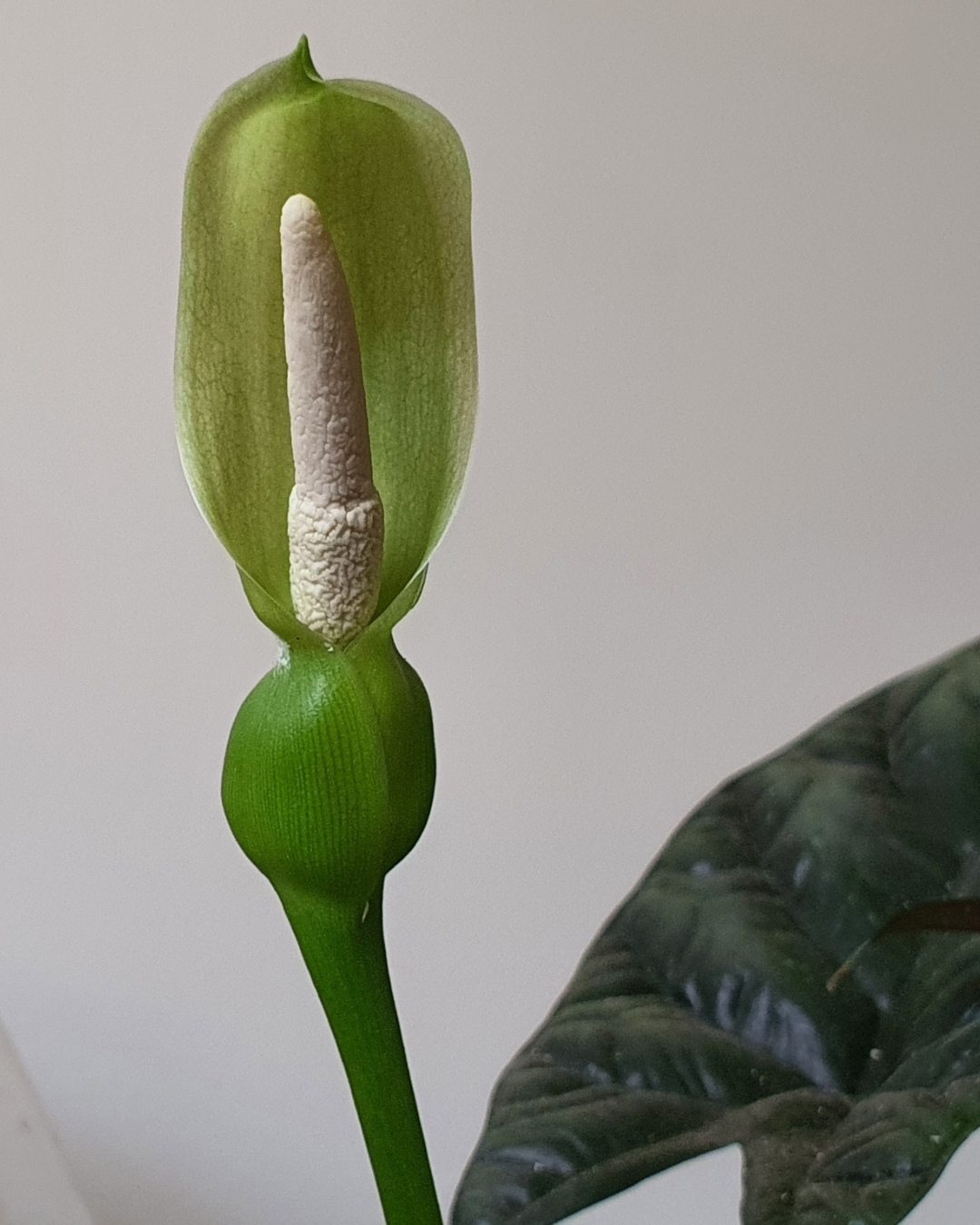 Alocásia - Alocasia sinuata 4 Inflorescência de Alocasia sinuata