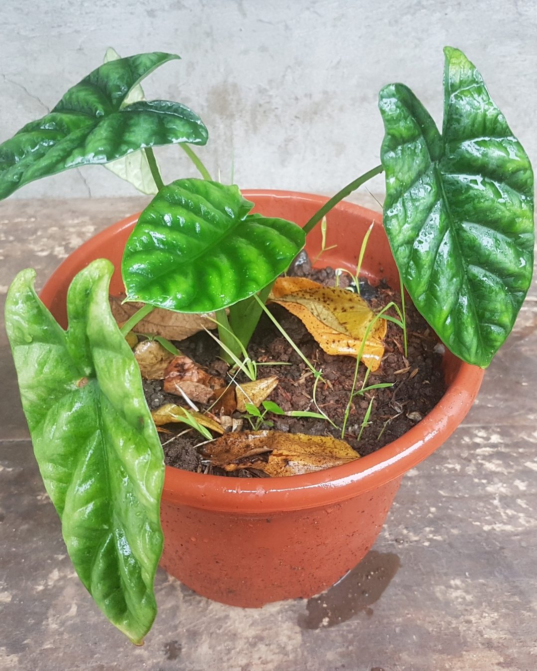 Alocásia - Alocasia sinuata 3 Alocasia sinuata