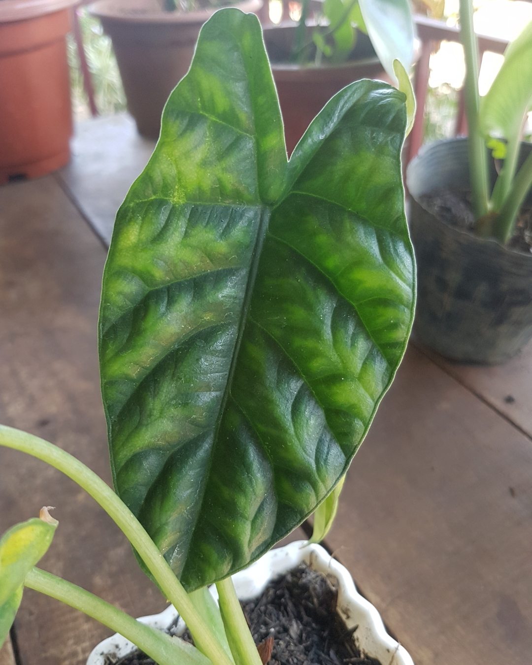 Alocásia - Alocasia sinuata 2 Alocasia sinuata