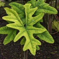 Alocasia Jacklyn