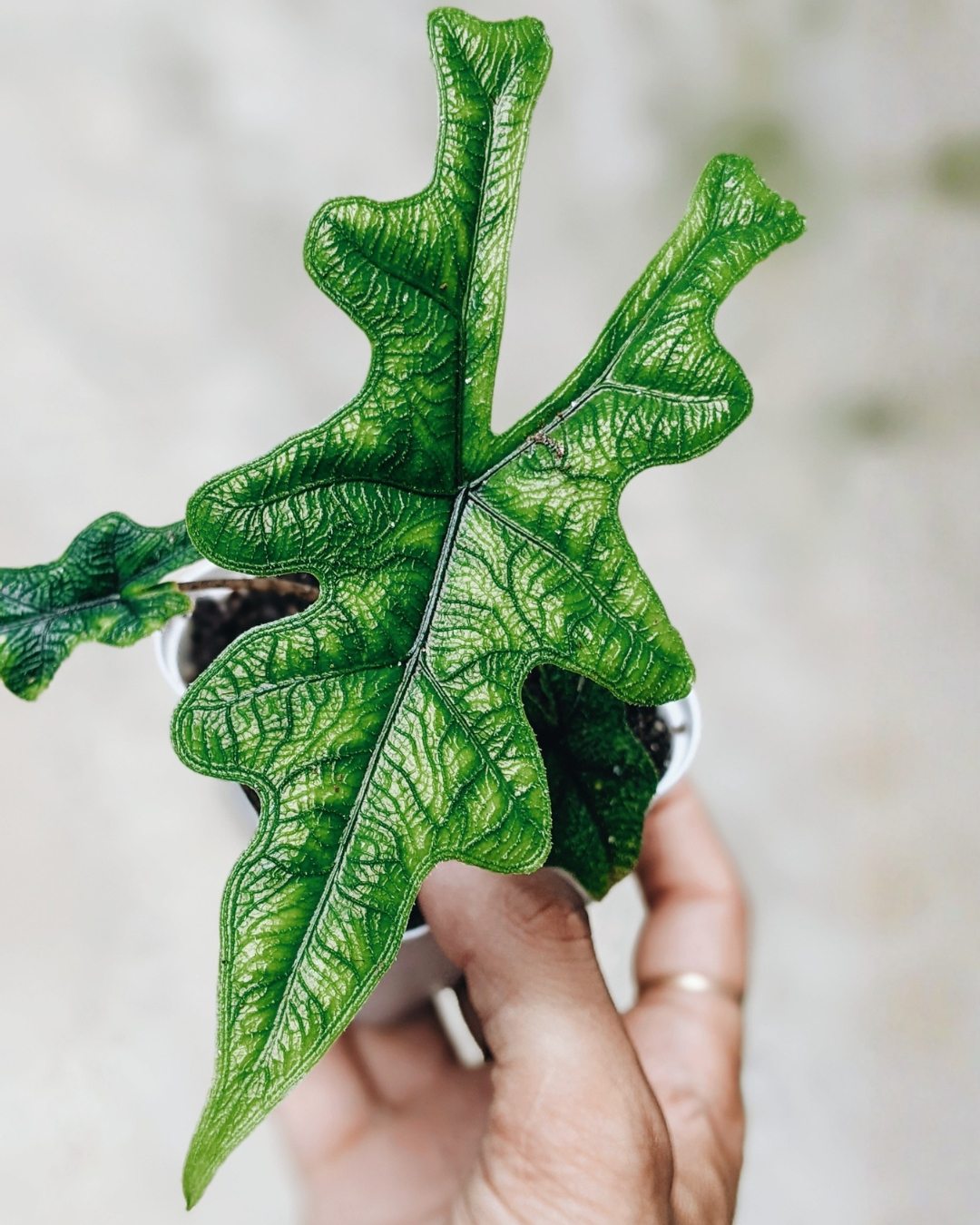 Alocasia Jacklyn - Alocasia tandurusa 1 Alocasia Jacklyn
