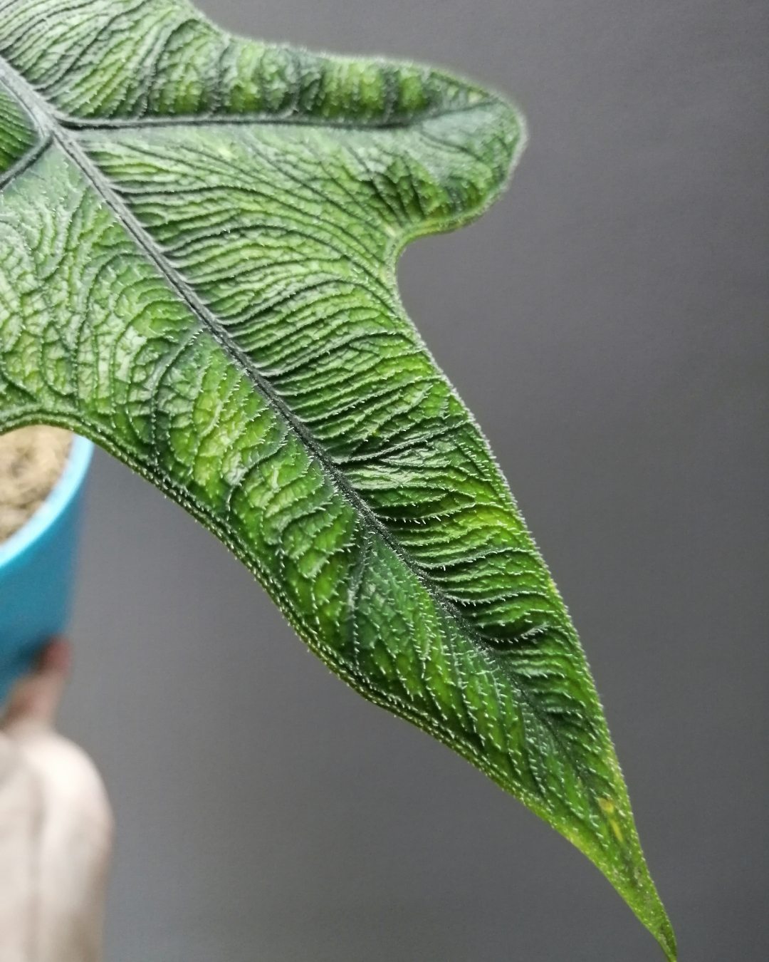 Alocasia Jacklyn - Alocasia tandurusa 3 Detalhe do limbo foliar com os tricomas característicos de Alocasia tandurusa.