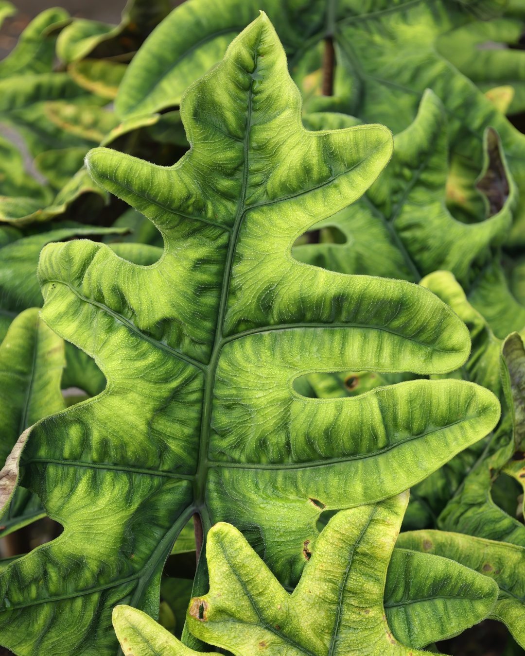 Alocasia Jacklyn - Alocasia tandurusa 2 Alocasia Jacklyn