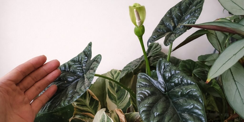 Alocasia sinuata