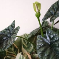 Alocasia sinuata