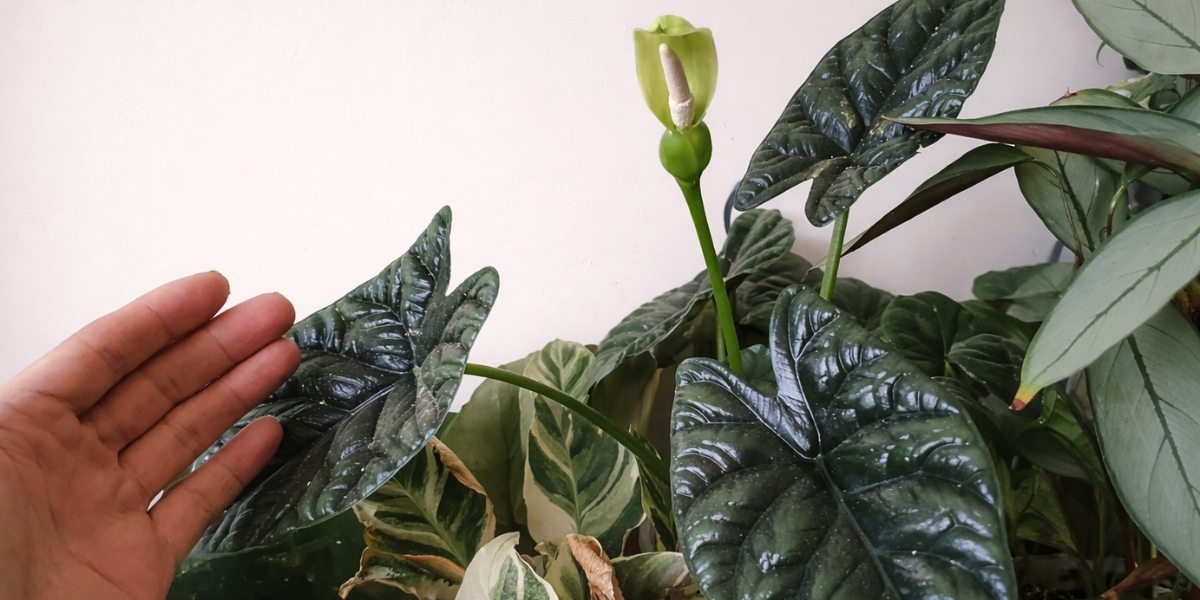 Alocasia sinuata