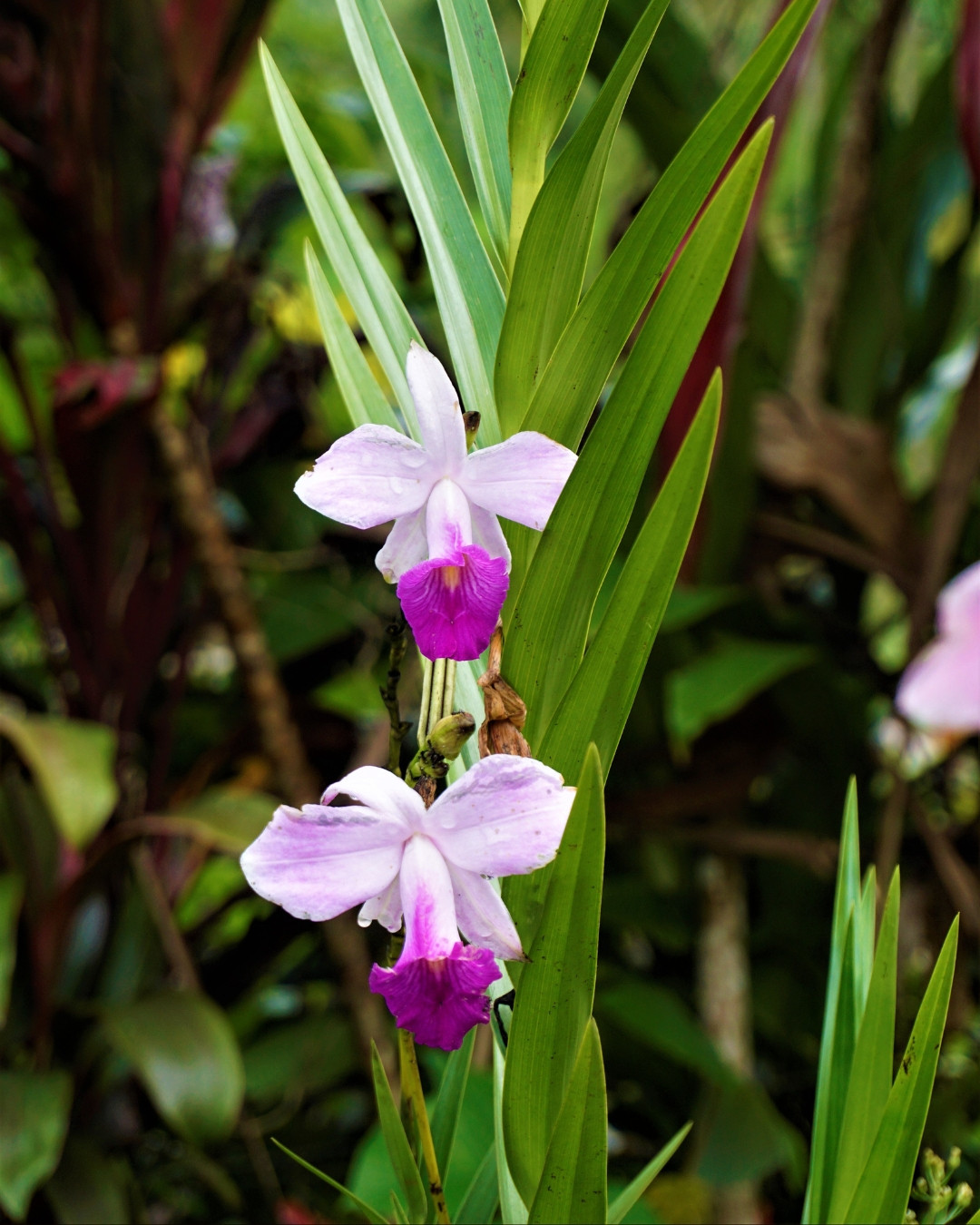 Orquídea-bambú - Arundina graminifolia 1 Arundina graminifolia