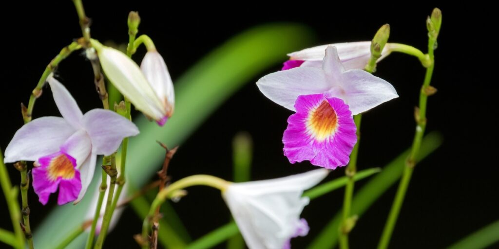 Arundina graminifolia