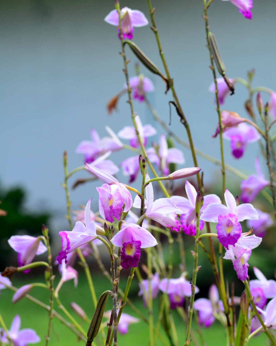 Orquídea-bambú - Arundina graminifolia 2 Floração contínua ao longo das estações.