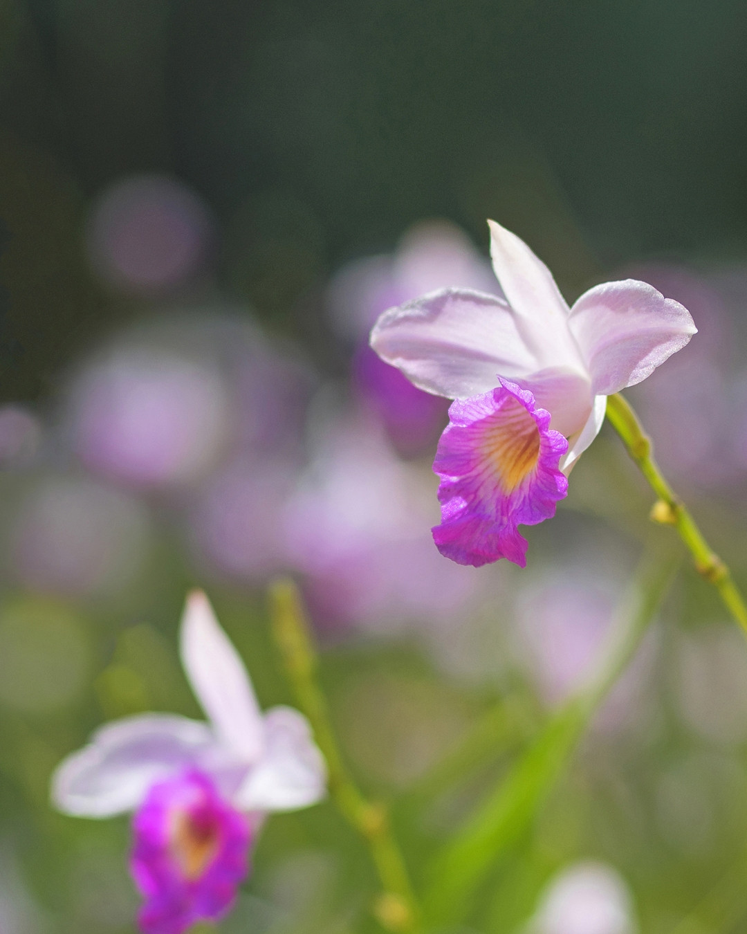 Orquídea-bambú - Arundina graminifolia 6 Arundina graminifolia 3