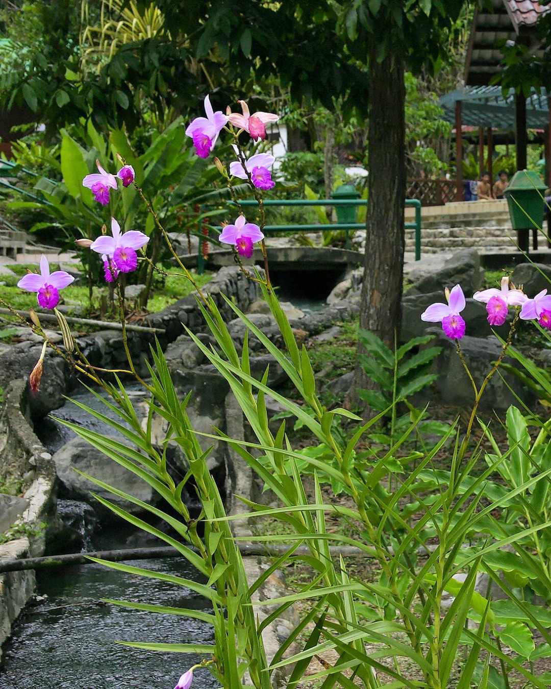 Orquídea-bambú - Arundina graminifolia 3 Um conjunto de arundinas