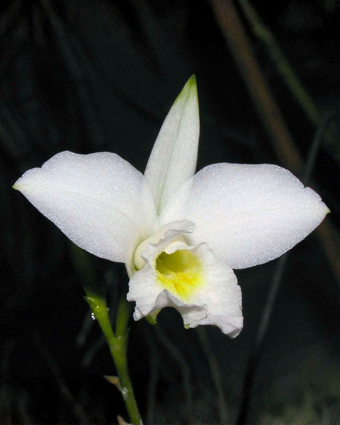 Orquídea-bambú - Arundina graminifolia 5 Detalhe da Flor da Variedade Alba de Arundina.