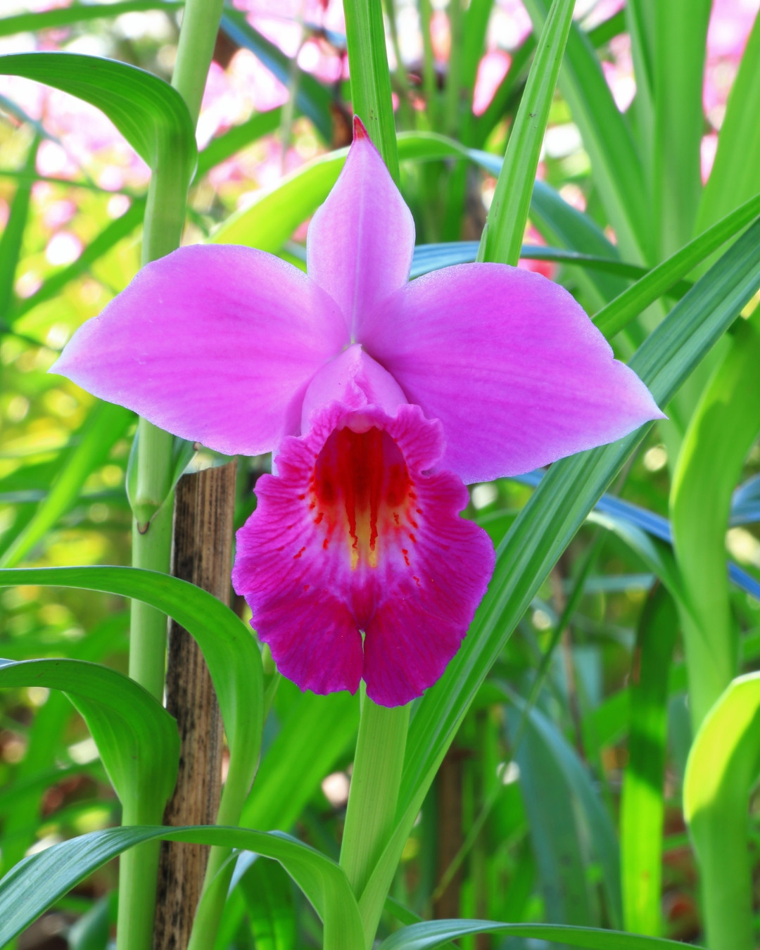 Orquídea-bambú - Arundina graminifolia 4 Arundinda Detalhe da Flor