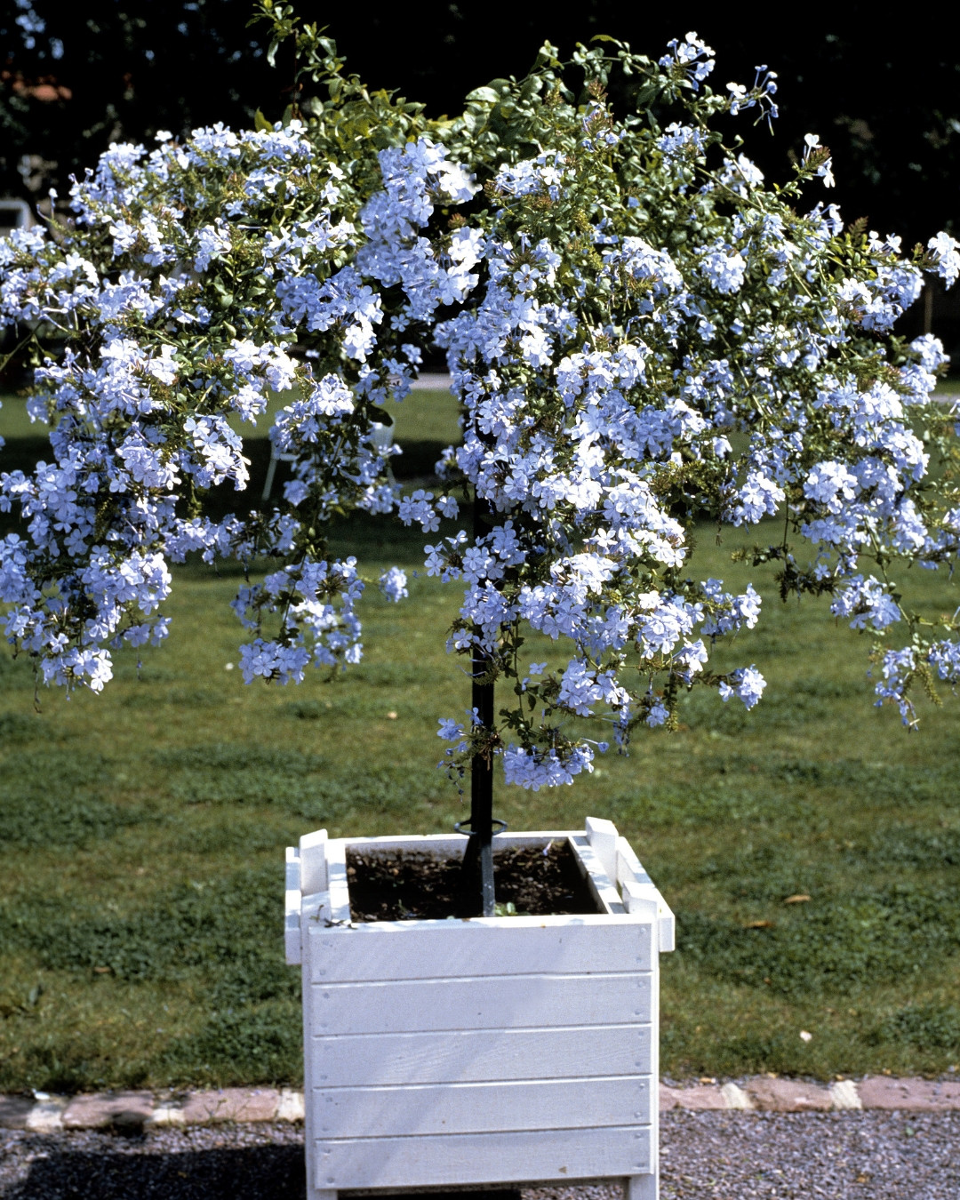 Bela-emília - Plumbago auriculata 4 Bela-emília conduzida como arvoreta.