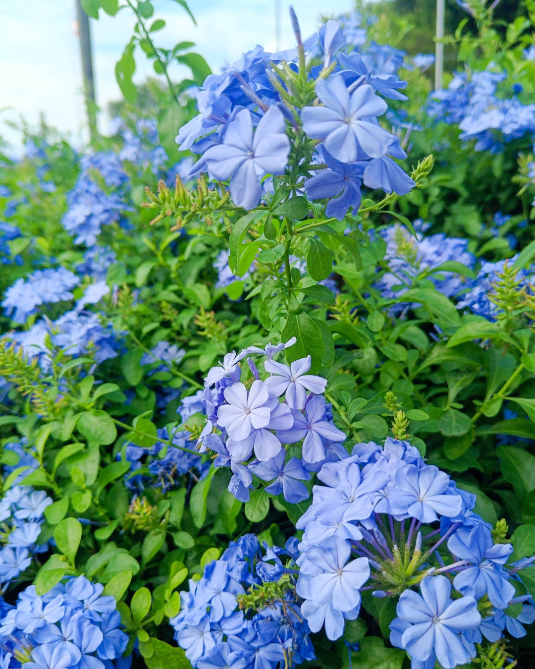 Bela-emília - Plumbago auriculata 2 Bela-emília - Plumbago auriculata