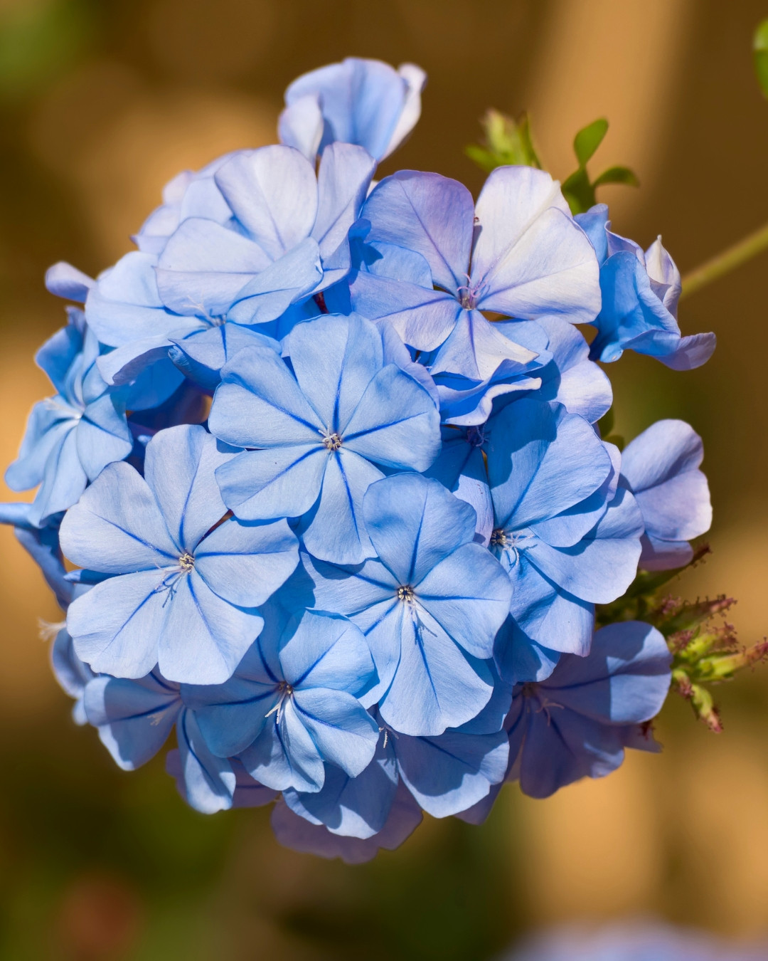 Bela-emília - Plumbago auriculata 1 Bela-emília - Plumbago auriculata