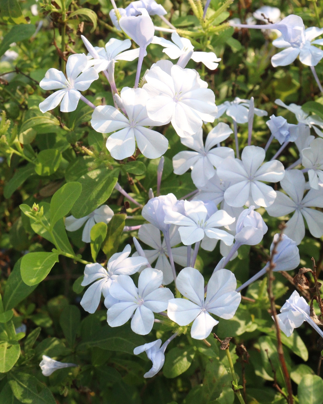 Bela-emília - Plumbago auriculata 3 Bela-emília - Plumbago auriculata. Variedade de flores brancas