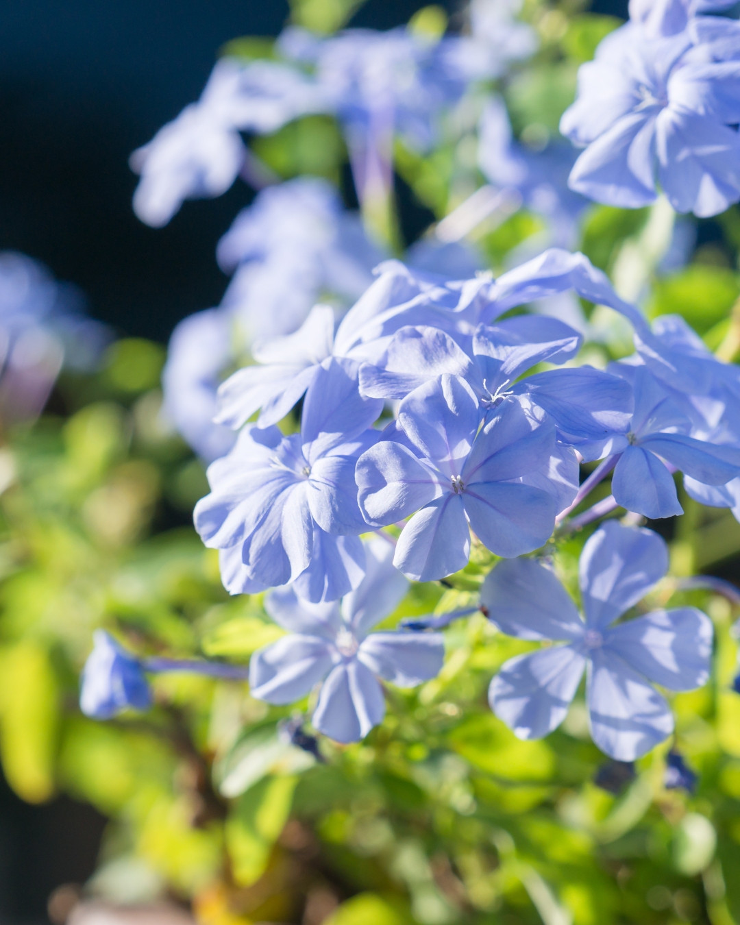 Bela-emília - Plumbago auriculata 5 Detalhe das flores da Bela-emília