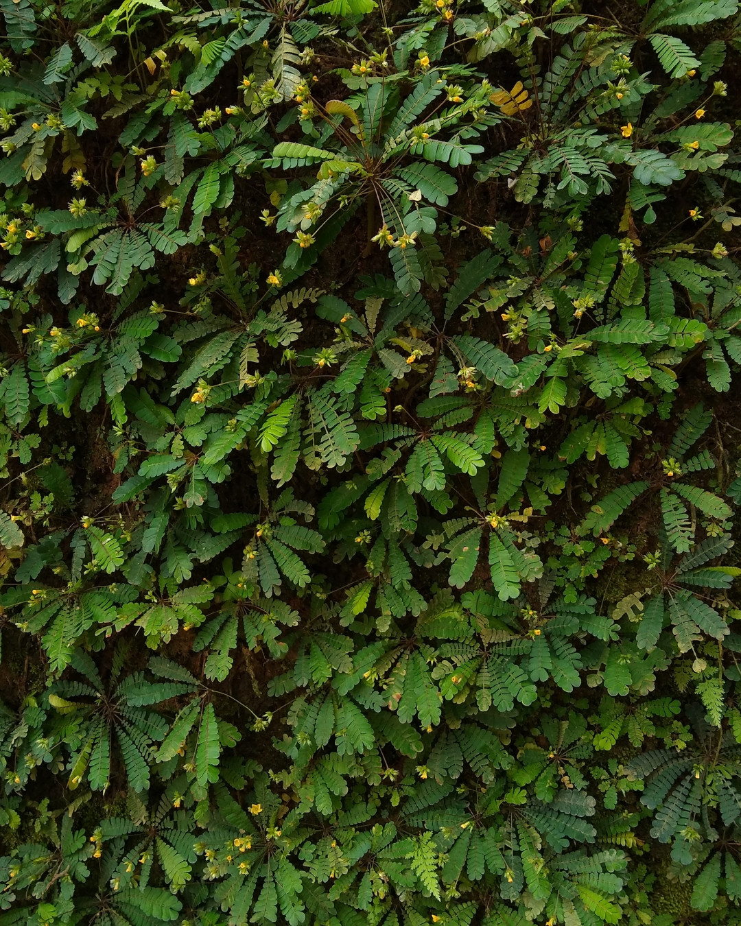 Árvore-da-vida-em-miniatura - Biophytum sensitivum 4 Canteiro repleto de Biophytum sensitivum.