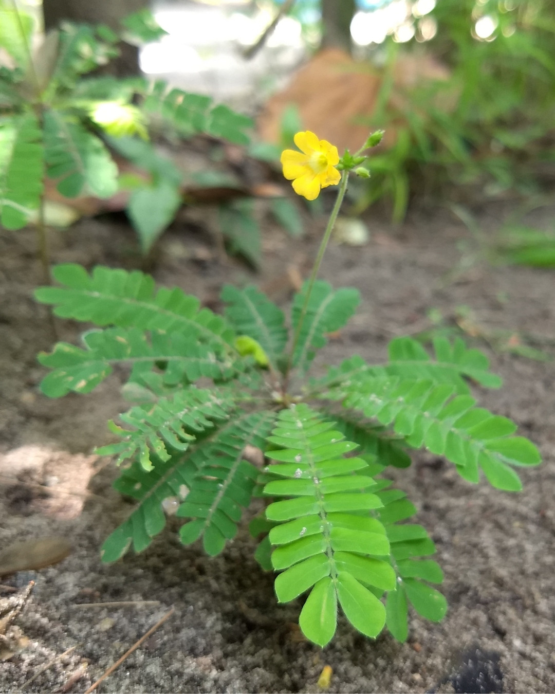 Árvore-da-vida-em-miniatura - Biophytum sensitivum 5 Biophytum sensitivum detalhe da flor