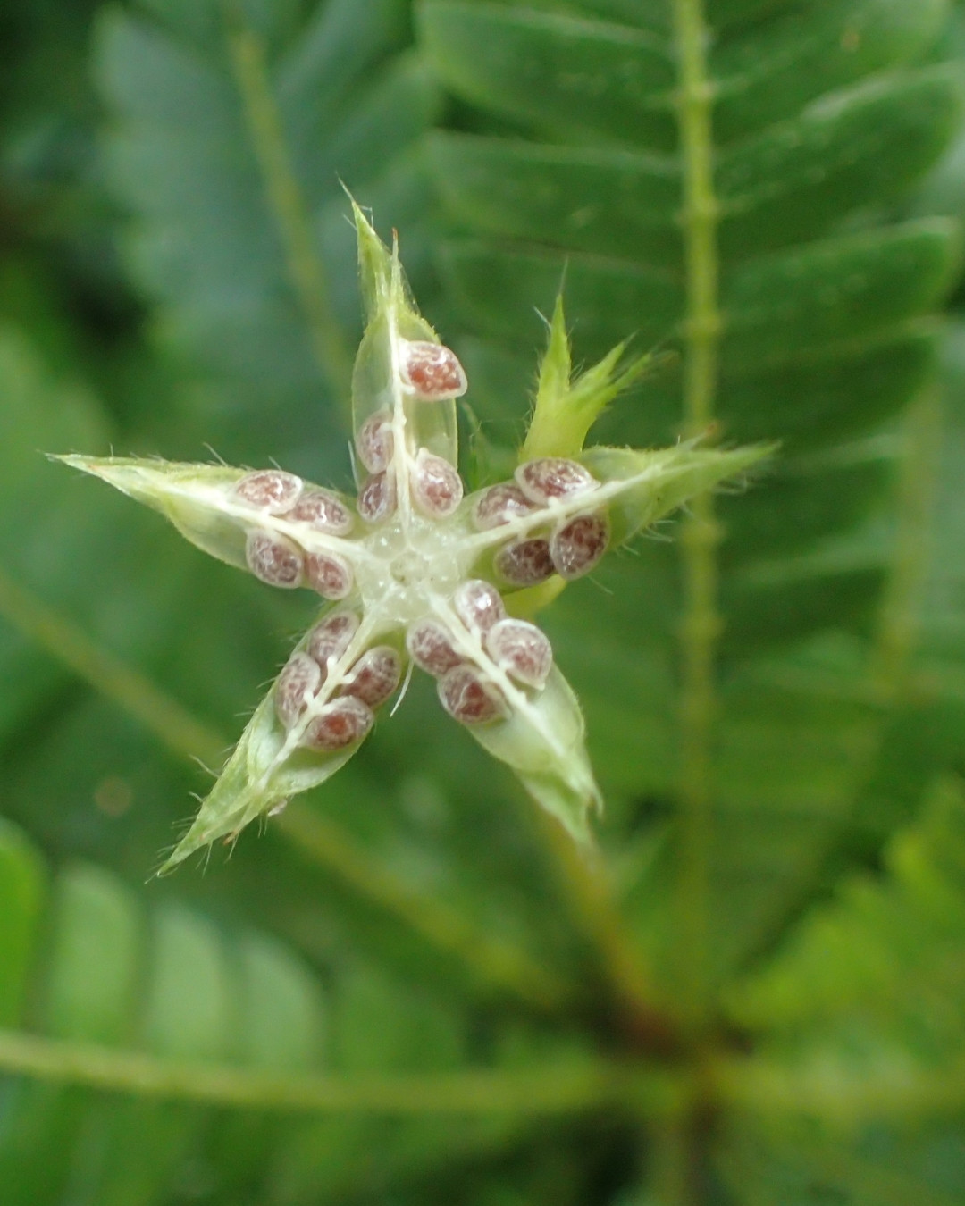 Árvore-da-vida-em-miniatura - Biophytum sensitivum 2 Cápsula de sementes aberta para dispersão.