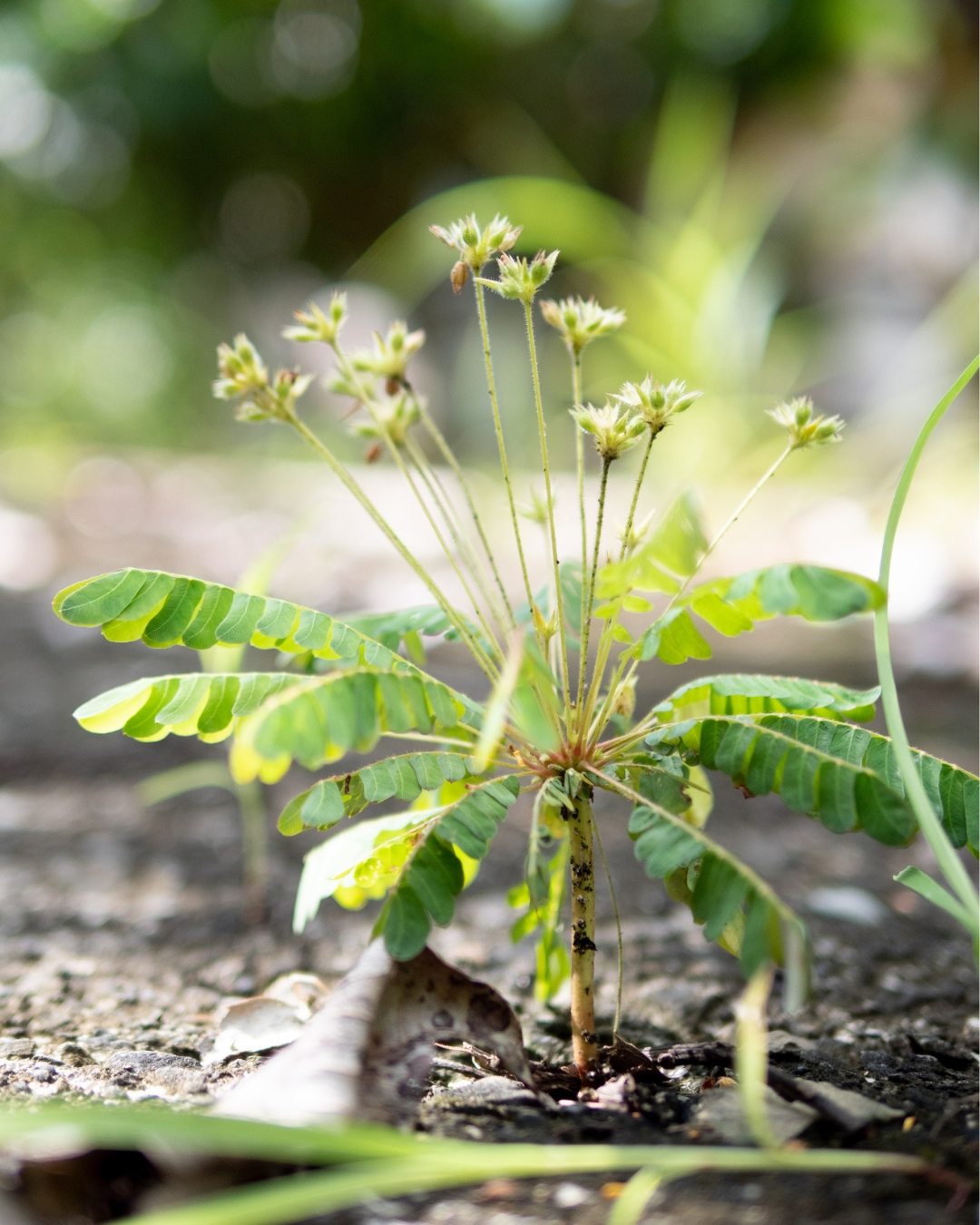 Árvore-da-vida-em-miniatura - Biophytum sensitivum 1 O Biophytum sensitivum parece uma mini-palmeira.