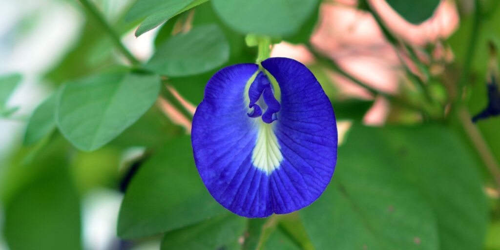 Clitoria ternatea