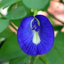 Clitoria ternatea