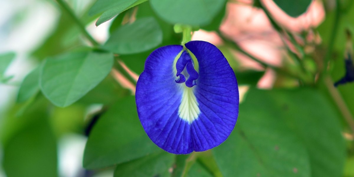 Clitoria ternatea