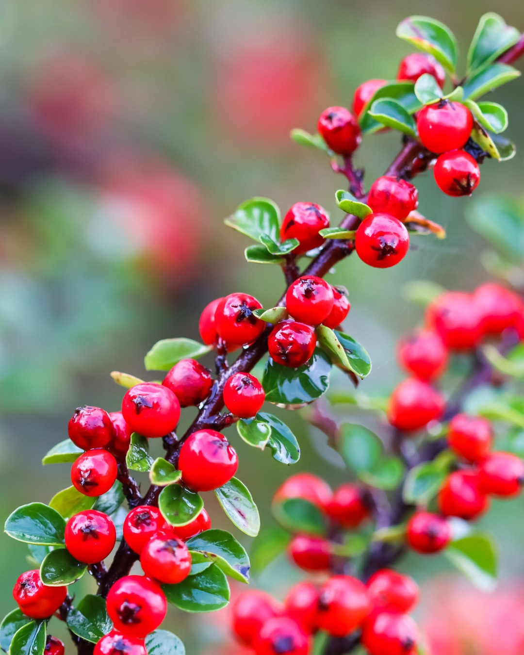 Cotoneáster-das-pedras - Cotoneaster horizontalis 6 Cotonéaster-das-pedras