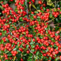 Cotoneaster horizontalis